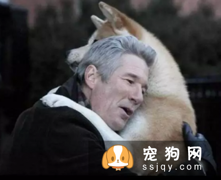 应该如何照顾老年犬，狗狗该吃什么？