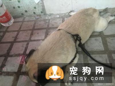 巴哥犬感冒如何治疗?