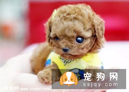 茶杯犬真的能放进杯子里吗？