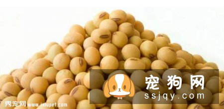狗狗为什么会过敏?