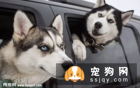 盘点狗狗那些千奇百怪的认知