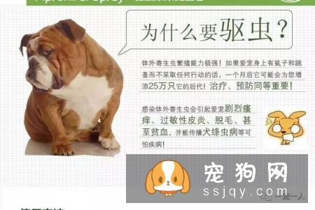 养狗误区：狗狗如果不出门就可以不用驱虫
