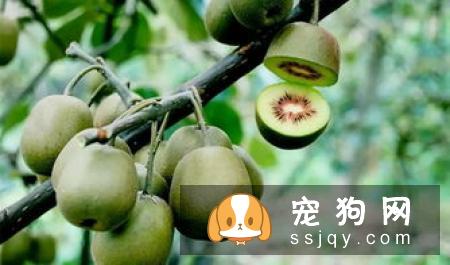 吉利榕叶的栽培方法及习性|图片