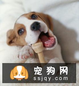 狗狗急性胰腺炎的症状危害及治疗方法