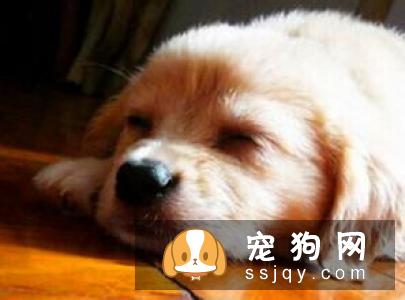 藏獒吃什么食物容易中毒?