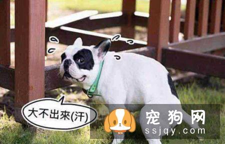 长期给狗狗喂干食又限制饮水
