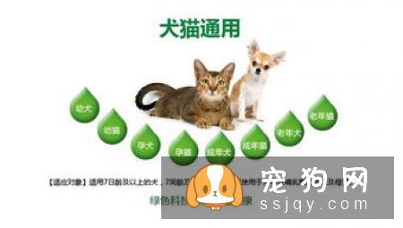 如何应对宠物狗身上长跳蚤