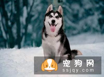 狗狗不听话应该打还是训？