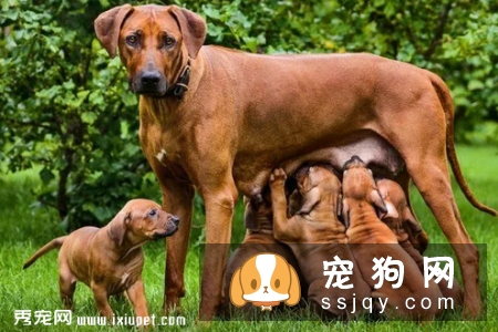 狗狗怀孕迎接新生命，您准备好了吗?