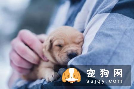 患上分离焦虑症的狗狗有什么特征，应该怎么办