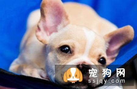 宠物到底能不能吃盐？