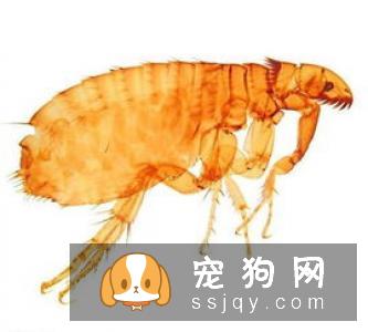 家有宠物必知：中暑征兆及预防方法