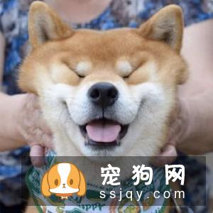 柴犬好养吗，柴犬习性介绍！