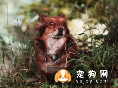 狗狗是何如传染这些疾病,找到病症对症下药!