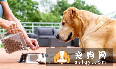 狗狗有哪些常见的牙齿口腔疾病