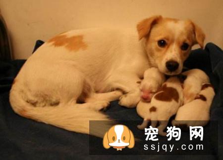 母狗难产是什么原因，应该怎么办？