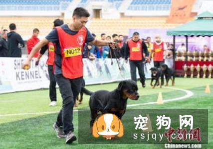 研究证明，母犬比公犬更聪明！
