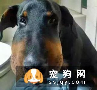 患有‘暴躁症’的狗狗会有什么样的结局?