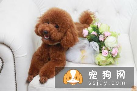 葡萄牙水犬和泰迪区别_怎么辨别葡萄牙水犬？