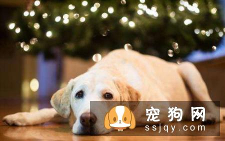 母狗产后如何护理