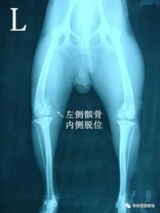 髌骨脱位是小型宠物常见的关节疾病