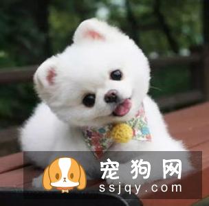 你什么时候会被狗狗的智商震惊了?