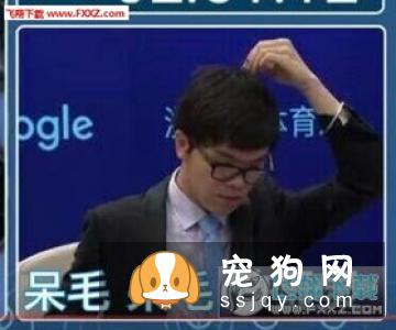 短毛狗狗的毛发护理工具及护理方法