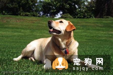 让狗狗理解“坐下”的口令