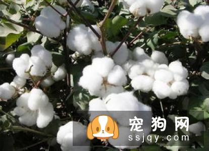 吉利榕叶的栽培方法及习性|图片