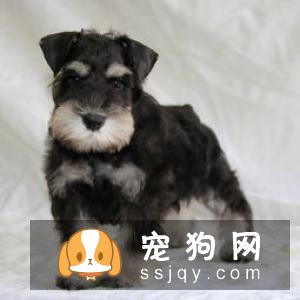 狗狗真菌性皮肤病，警惕人狗共患