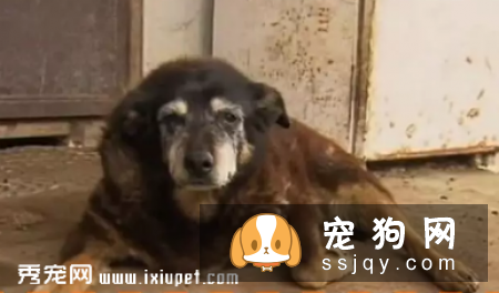 240岁狗狗的长寿三大秘诀
