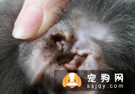 夏季养犬需要注意狗狗这些高发病
