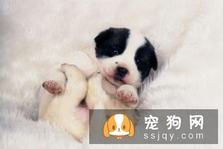 给狗狗吃东西的时候一定要多加注意,不要碰到美食就想跟它分享