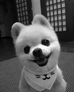 狗狗对主人牙都有哪些原因?