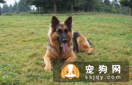 什么狗最聪明最好训? 看看有你家狗狗吗?