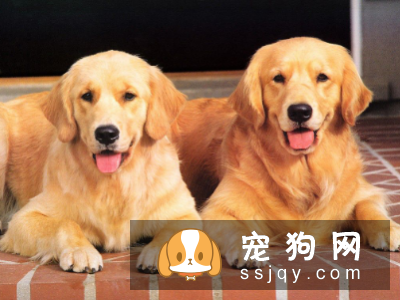 世界十大最忠诚的狗的排名