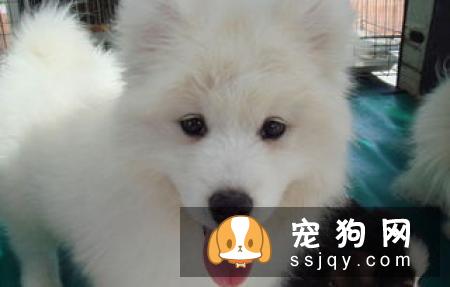 长期给狗狗喂干食又限制饮水