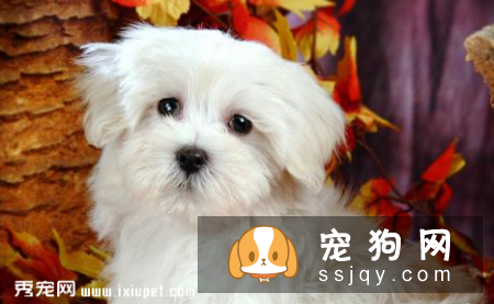 狗狗感冒了怎么办，狗感冒了吃什么药