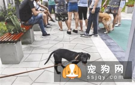夏季养犬需要注意狗狗这些高发病