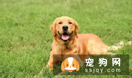 哪种狗最聪明最通人性 狗狗智商排名表