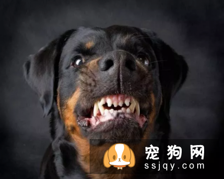 哪种狗最聪明最通人性 狗狗智商排名表