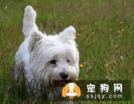狗狗进入老年期后，腰部疾病需要预防