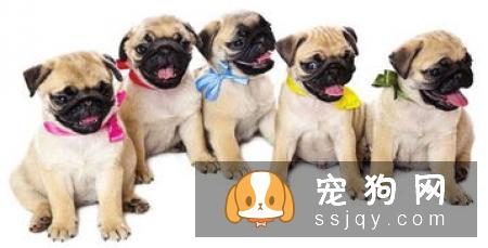 主人怎样给宠物做身体检查（下）