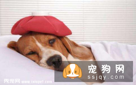 狗狗生病了应该怎么照顾