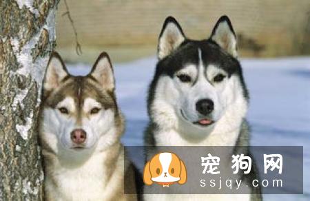 狗狗发情后多久交配，狗狗交配需要准备些什么