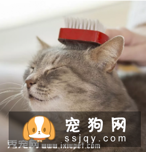 主人怎样给宠物做身体检查（上）
