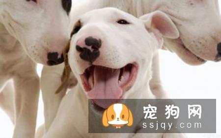 狗狗拉肚子怎么办？最全的治疗狗狗拉肚子方法