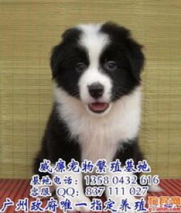 古牧犬价格贵吗,好不好养|图片
