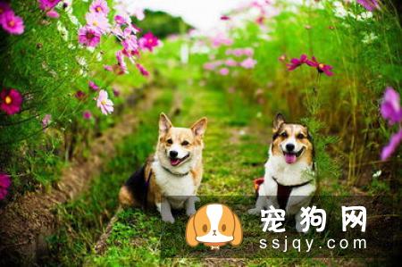 为什么要给公狗做绝育手术，狗狗绝育需要注意些什么？