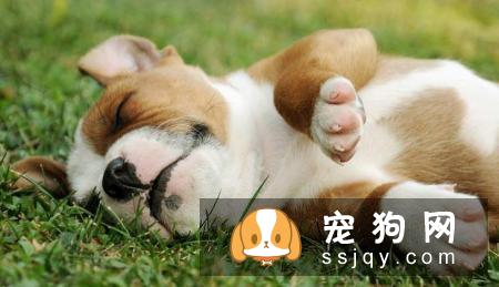 狗狗常见的寄生虫感染